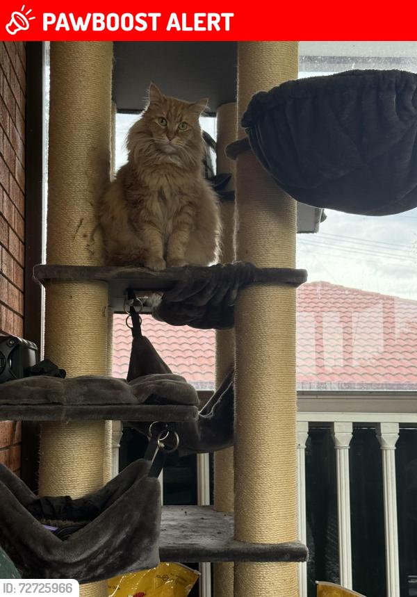 Lost Male Cat last seen North st Mary’s , North Saint Marys, NSW 2760