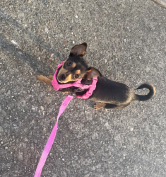 Lost Female Dog last seen Villa Medanos apmts , Antioch, CA 94509