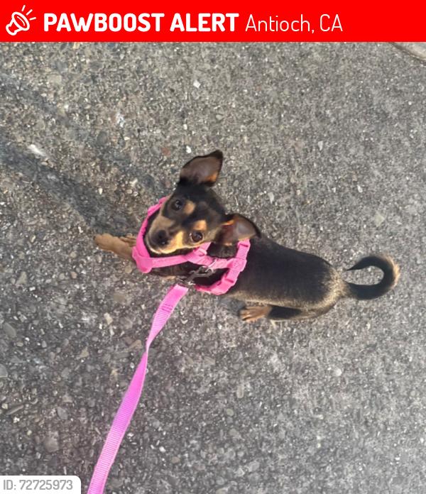 Lost Female Dog last seen Villa Medanos apmts , Antioch, CA 94509