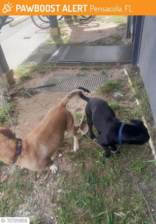 Found/Stray Male Dog last seen Across the street from Walmart in Ensley, Pensacola, FL 32534