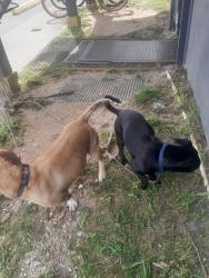 Found/Stray Male Dog last seen Across the street from Walmart in Ensley, Pensacola, FL 32534