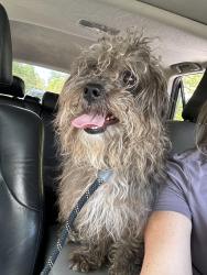 Found/Stray Male Dog last seen Vail and Randolph , Charlotte, NC 28207