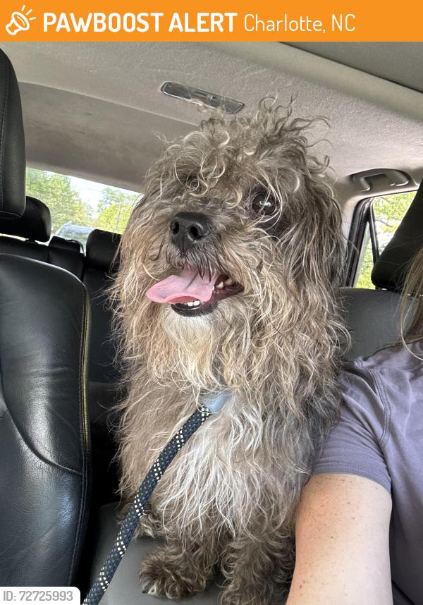 Found/Stray Male Dog last seen Vail and Randolph , Charlotte, NC 28207