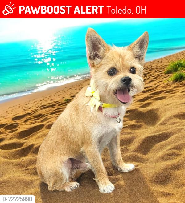 Lost Male Dog last seen Airport Hwy and S Detroit Ave., Toledo, OH, Toledo, OH 43609