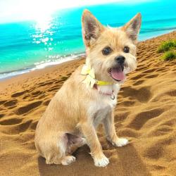 Lost Male Dog last seen Airport Hwy and S Detroit Ave., Toledo, OH, Toledo, OH 43609