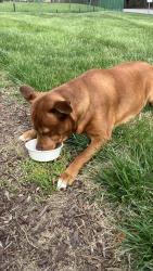 Found/Stray Male Dog last seen Entrance to Jamestown golf course , Jamestown, NC 27282