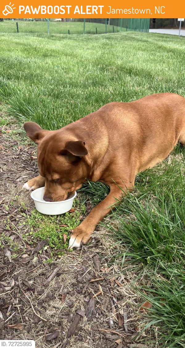Found/Stray Male Dog last seen Entrance to Jamestown golf course , Jamestown, NC 27282
