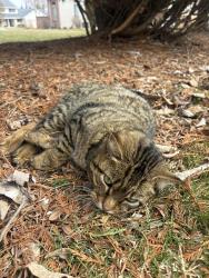 Found/Stray Unknown Cat last seen Fernwood Lane and Waterford Drive, Appleton, WI 54913