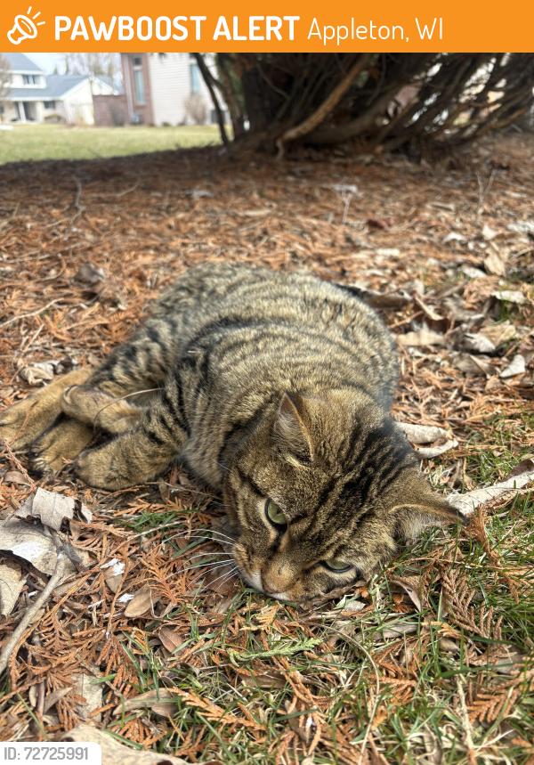 Found/Stray Unknown Cat last seen Fernwood Lane and Waterford Drive, Appleton, WI 54913