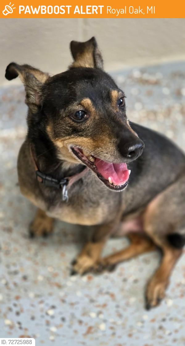 Found/Stray Male Dog last seen 2nd and Center, Royal Oak, Royal Oak, MI 48067