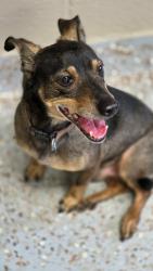 Found/Stray Male Dog last seen 2nd and Center, Royal Oak, Royal Oak, MI 48067