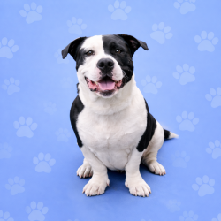 Shelter Stray Male Dog last seen , Memphis, TN 38133