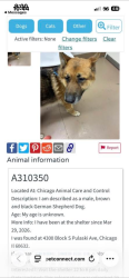 Found/Stray Male Dog last seen 43rd Street (South) & Pulaski Avenue, Chicago, IL 60632