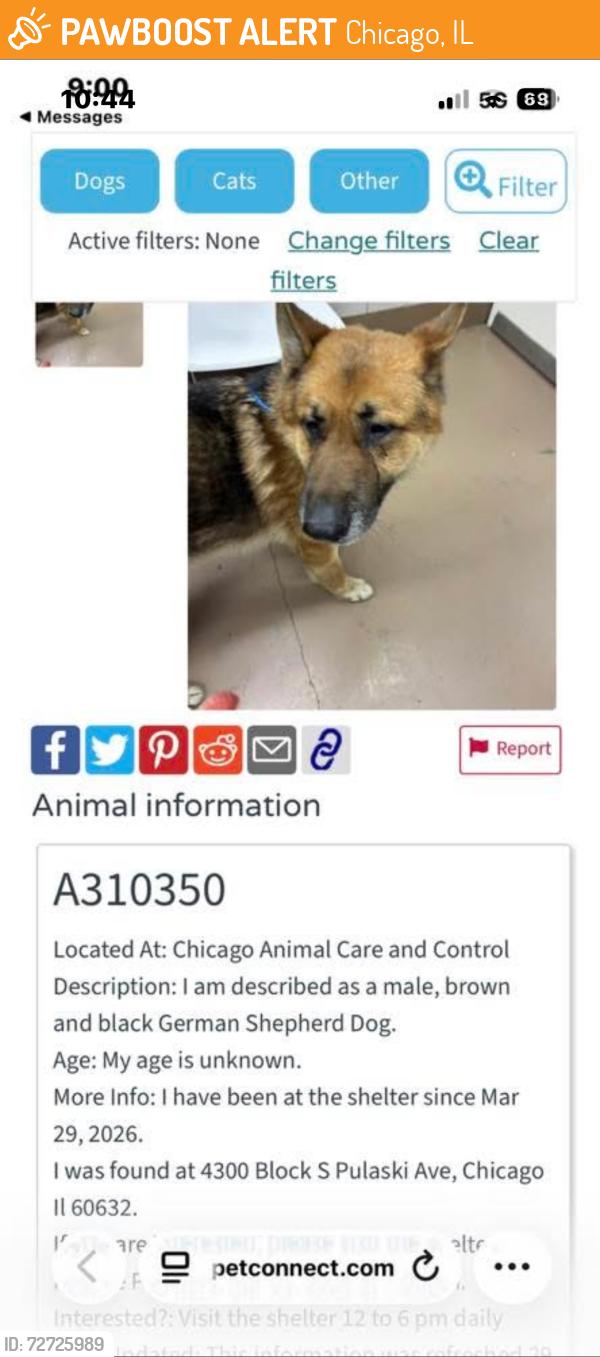 Found/Stray Male Dog last seen 43rd Street (South) & Pulaski Avenue, Chicago, IL 60632