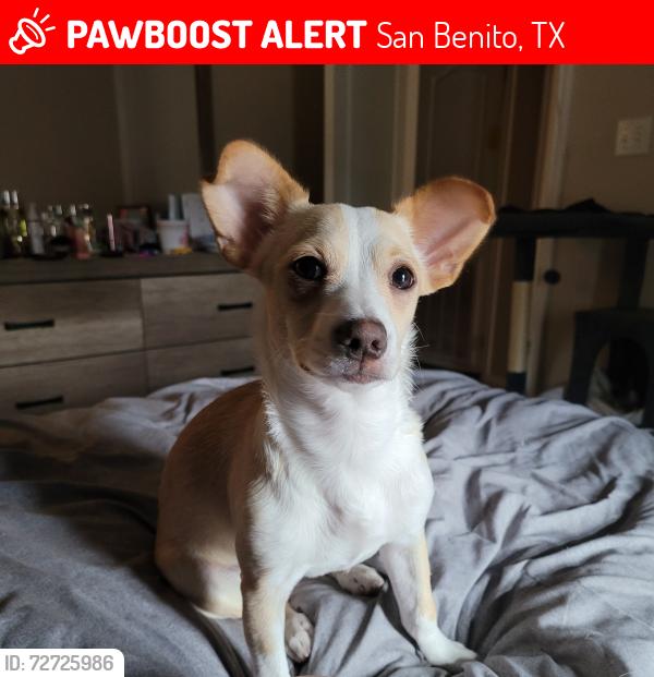 Lost Male Dog last seen Combes St, Lozano Ln and Nave St, San Benito, TX 78586