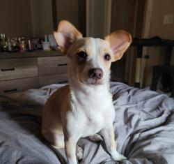 Lost Male Dog last seen Combes St, Lozano Ln and Nave St, San Benito, TX 78586