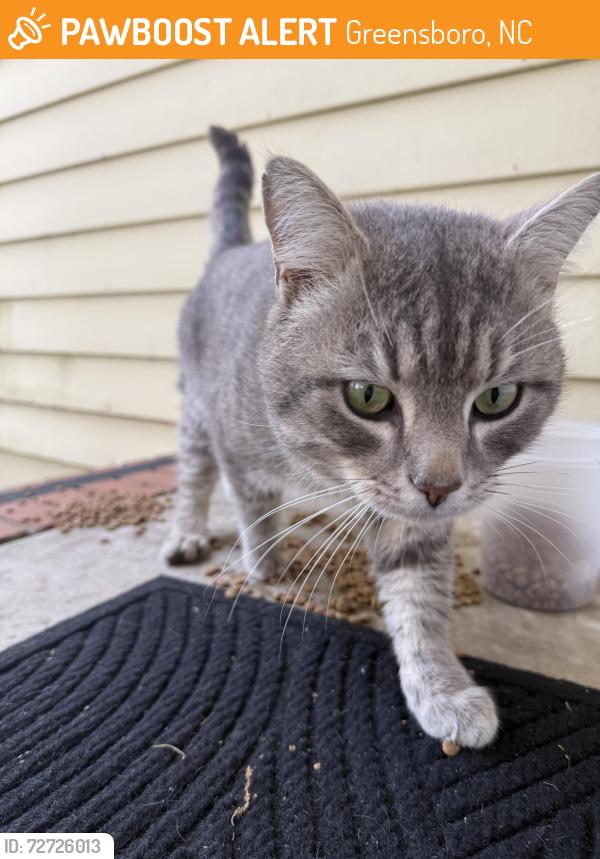 Found/Stray Male Cat last seen Friendly Ave and George white rd, Greensboro, NC 27410