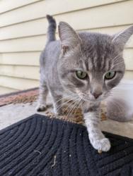 Found/Stray Male Cat last seen Friendly Ave and George white rd, Greensboro, NC 27410
