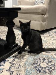 Lost Male Cat last seen bible church, Boiling Springs, SC 29316
