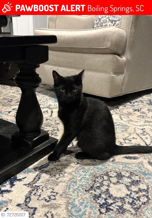 Lost Male Cat last seen bible church, Boiling Springs, SC 29316