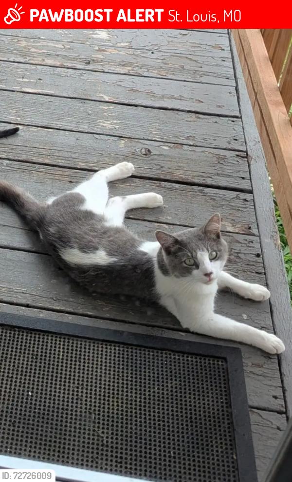 Lost Male Cat last seen Carol hse quick fix clinic, St. Louis, MO 63104