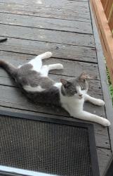 Lost Male Cat last seen Carol hse quick fix clinic, St. Louis, MO 63104