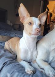 Lost Male Dog last seen Combes St, Lozano Ln and Nave St, San Benito, TX 78586