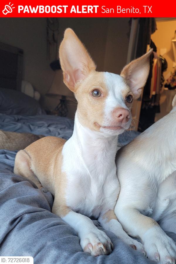 Lost Male Dog last seen Combes St, Lozano Ln and Nave St, San Benito, TX 78586