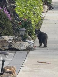 Found/Stray Unknown Cat last seen Woodbrook rd & Hawthorne , Rancho Palos Verdes, CA 90275