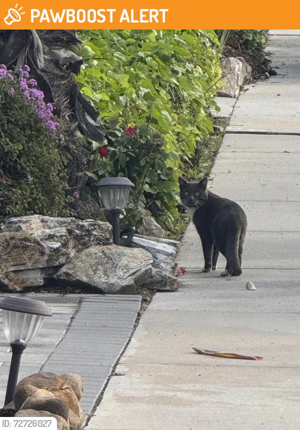 Found/Stray Unknown Cat last seen Woodbrook rd & Hawthorne , Rancho Palos Verdes, CA 90275