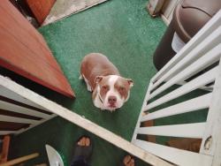 Found/Stray Male Dog last seen Tully and orangburg, Modesto, CA 95350