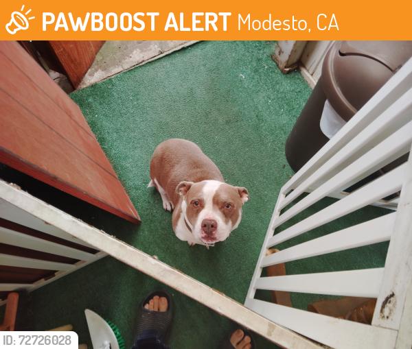 Found/Stray Male Dog last seen Tully and orangburg, Modesto, CA 95350