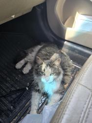Found/Stray Unknown Cat last seen Publix on Pelham, Greenville, SC 29615