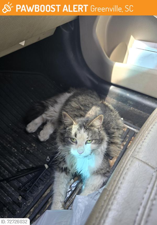 Found/Stray Unknown Cat last seen Publix on Pelham, Greenville, SC 29615