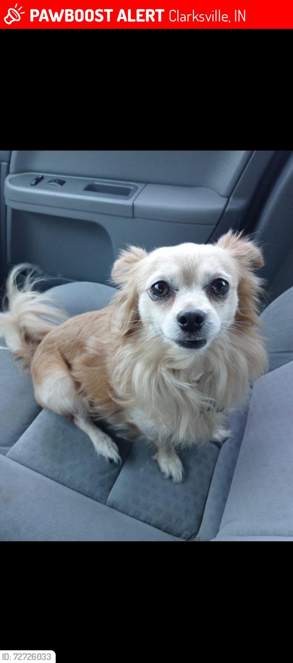 Lost Male Dog last seen Eastern Blvd, Clarksville, IN 47129