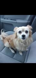 Lost Male Dog last seen Eastern Blvd, Clarksville, IN 47129