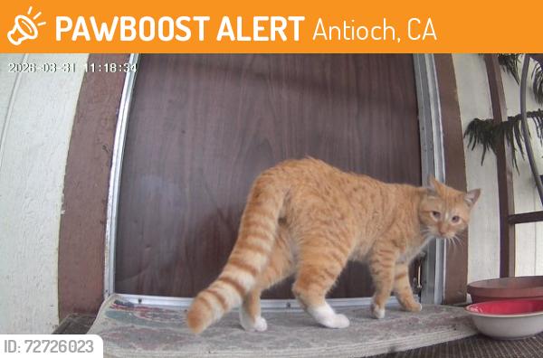 Found/Stray Male Cat last seen Vista Diablo mobile park, Antioch, CA 94509