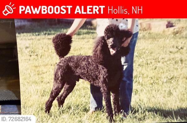 Lost Female Dog last seen Hollis, NH, Hollis, NH 03049