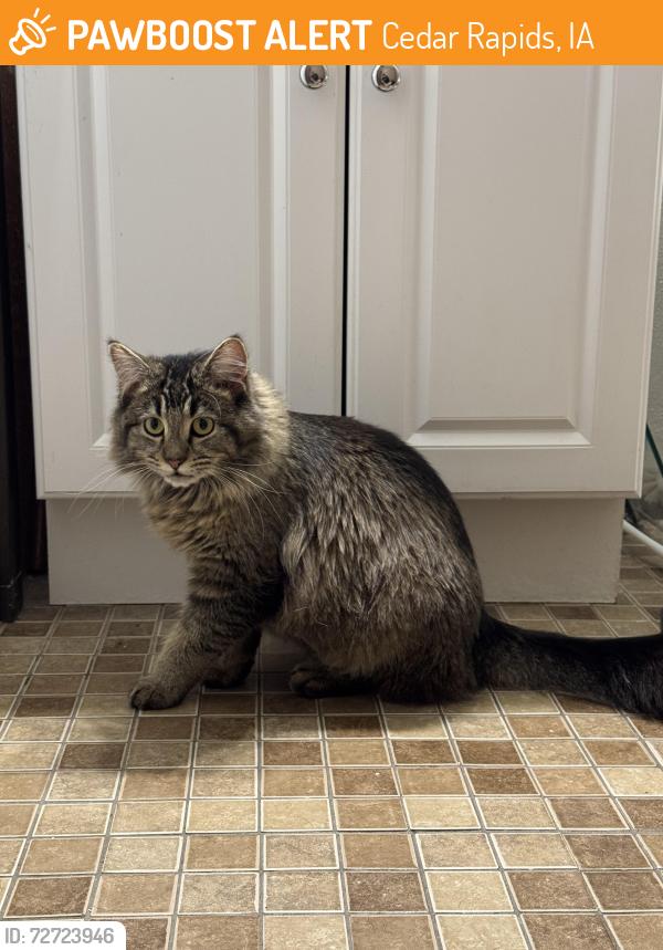 Found/Stray Female Cat last seen Off of Edgewood Rd and O Ave, Cedar Rapids, IA 52401