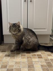 Found/Stray Female Cat last seen Off of Edgewood Rd and O Ave, Cedar Rapids, IA 52401