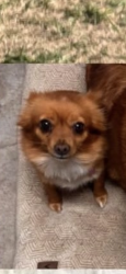 Lost Female Dog last seen tim foster, El Paso, TX 79938