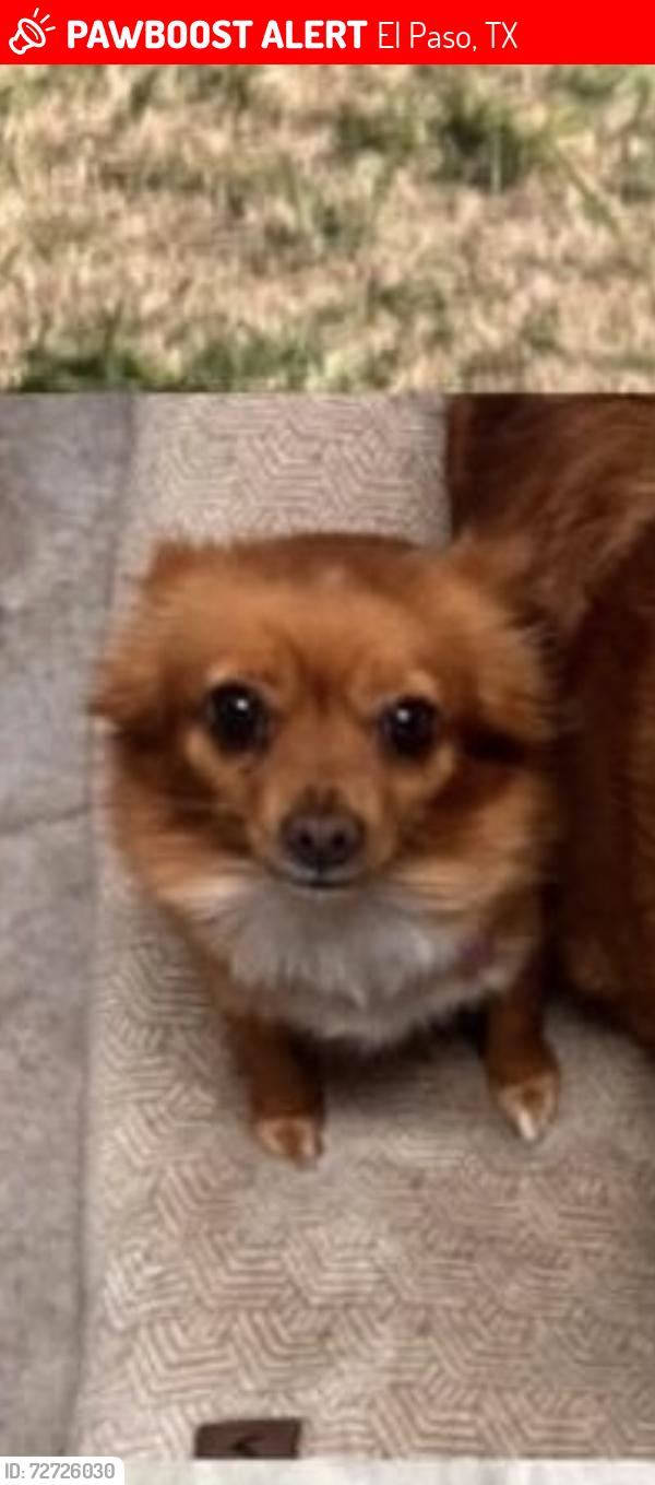 Lost Female Dog last seen tim foster, El Paso, TX 79938