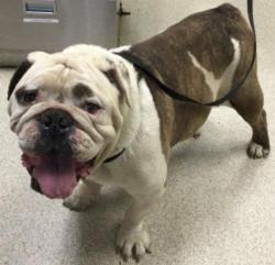 Shelter Stray Male Dog last seen Near BLOCK GRANITE HILL DR, JURUPA VALLEY, CA, 6851 Van Buren Boulevard, Jurupa Valley, CA 92509, USA