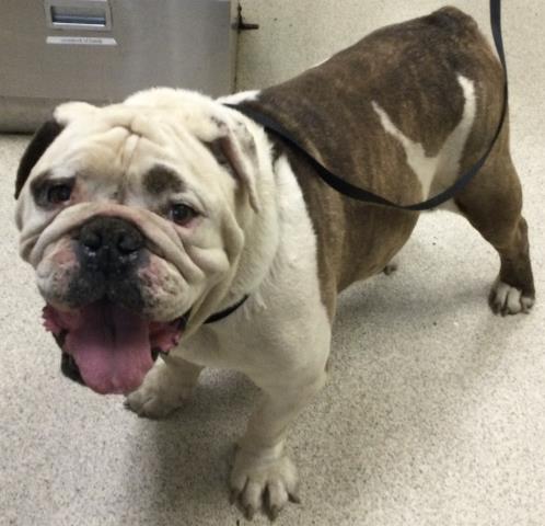 Shelter Stray Male Dog last seen Near BLOCK GRANITE HILL DR, JURUPA VALLEY, CA, 6851 Van Buren Boulevard, Jurupa Valley, CA 92509, USA