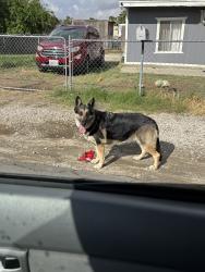 Found/Stray Unknown Dog last seen Near the train tracks in front of a residential , Highgrove, CA 92507