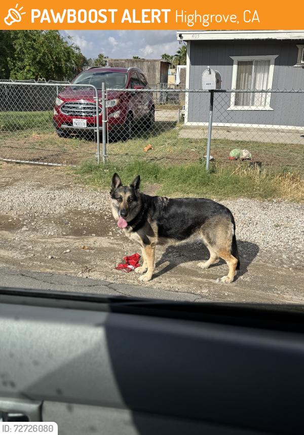 Found/Stray Unknown Dog last seen Near the train tracks in front of a residential , Highgrove, CA 92507