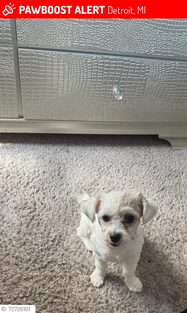 Lost Female Dog last seen 7 Mile and Greenfield area , Detroit, MI 48235