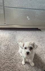 Lost Female Dog last seen 7 Mile and Greenfield area , Detroit, MI 48235