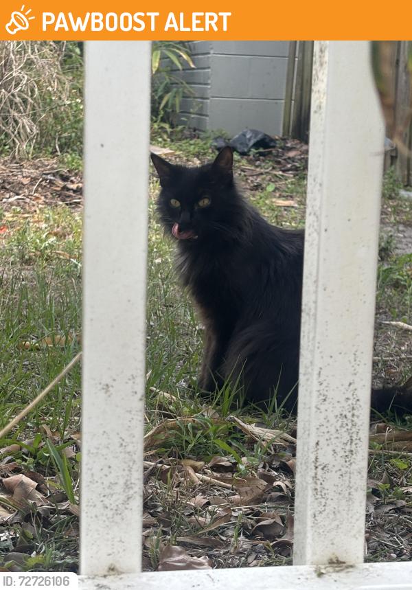Found/Stray Female Cat last seen Near Massachusetts Avenue, Keena street, Cedar point drive, New Port Richey East, FL 34653