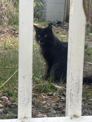 Found/Stray Female Cat last seen Near Massachusetts Avenue, Keena street, Cedar point drive, New Port Richey East, FL 34653